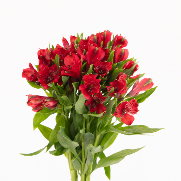Alstromeria Roja