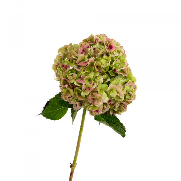 Hortensia Antique