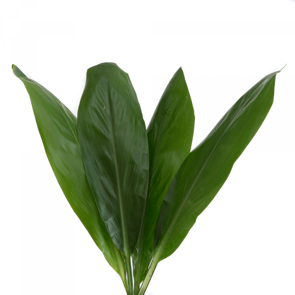 Aspidistra