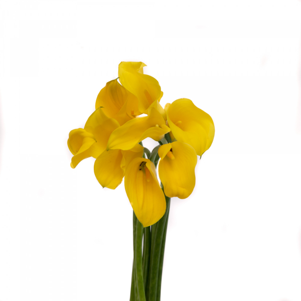 Calla mini amarillo x5 tallos