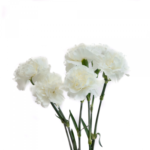 Clavel Blanco