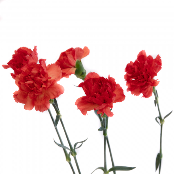 Clavel Naranja