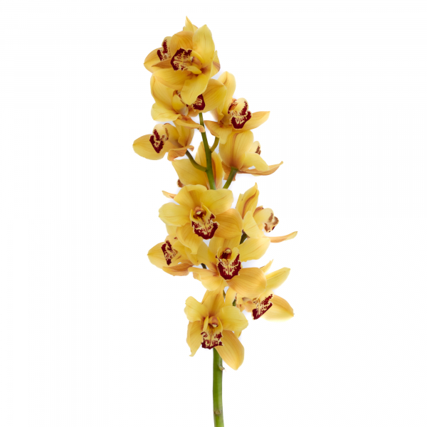 Cymbidium Orquídea Amarilla