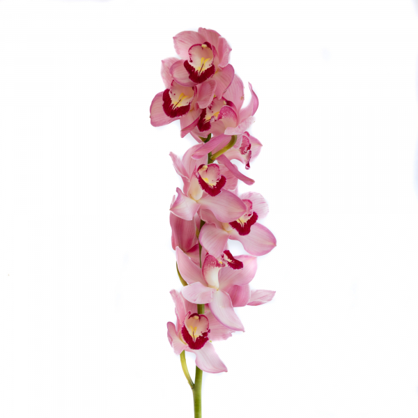 Cymbidium Orquídea Rosa