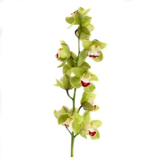 Cymbidium orquidea verde