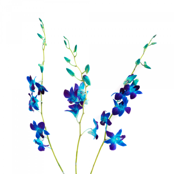 Dendrobium Orquídea Azul