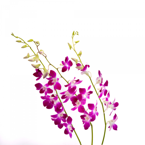 Dendrobium Orquídea Fucsia