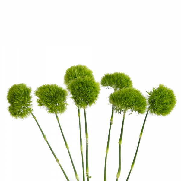 Dianthus