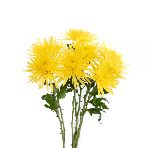 Fuji Amarilla