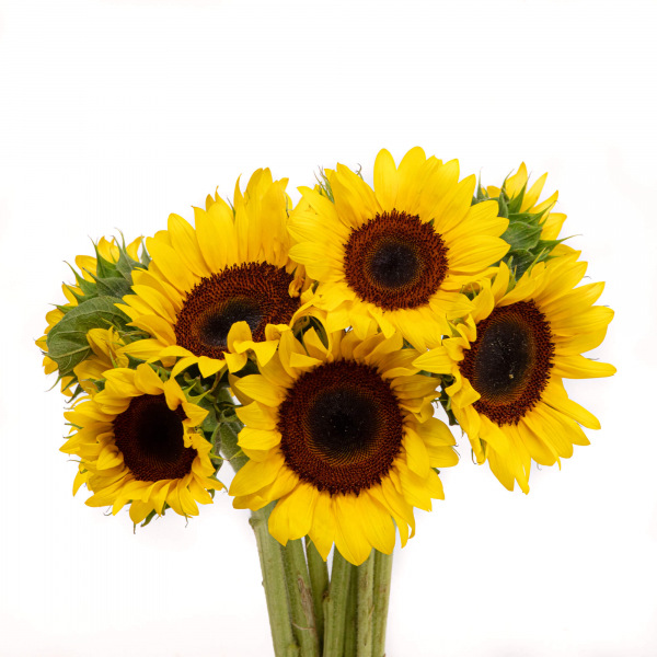 Girasol X5 tallos