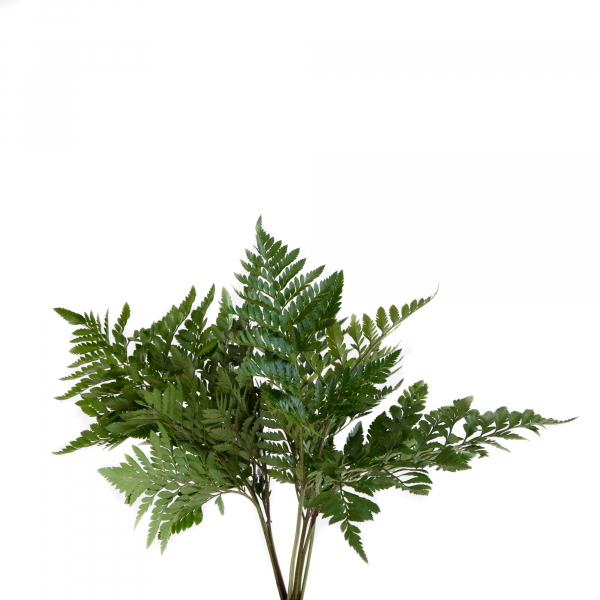 LEATHER LEAF