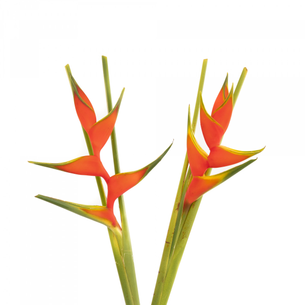 Heliconia