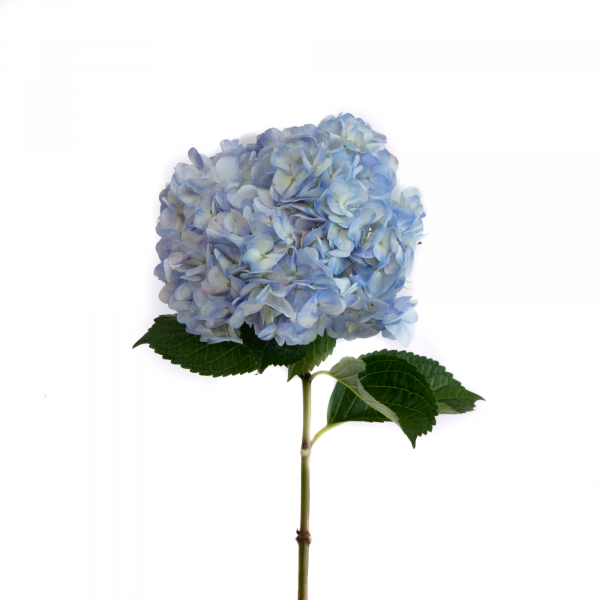 Hortensia Azul