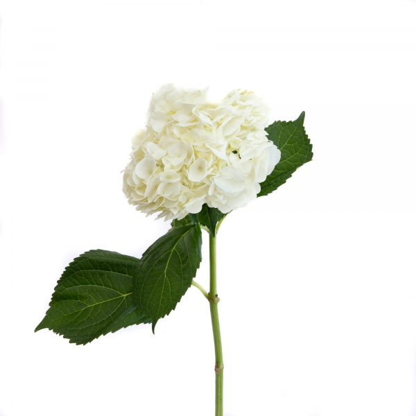 Hortensia Blanca