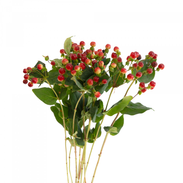 Hypericum Rojo