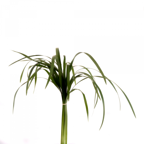 Lily grass