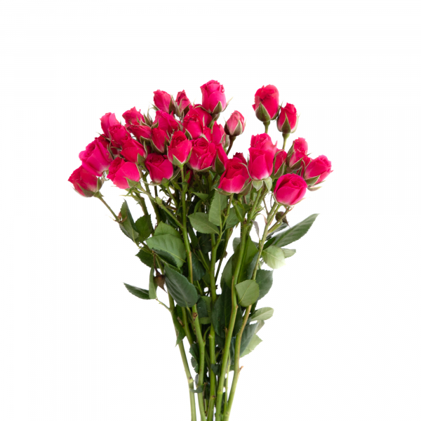 Mini Rosa Fucha