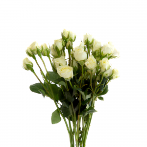 Mini Rosa Blanca