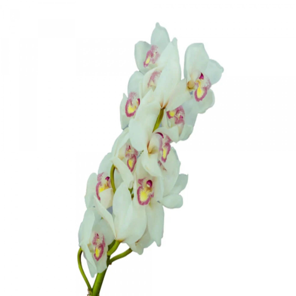 Orquidea Cymbidium Blanca