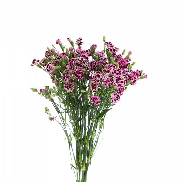 Raffine Violeta
