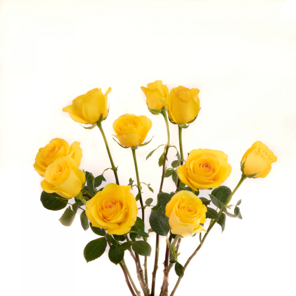 Rosas Amarillas