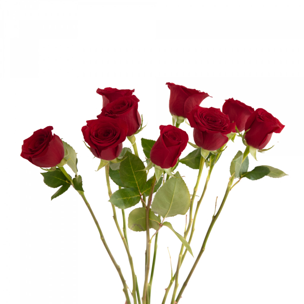 Rosas Rojas