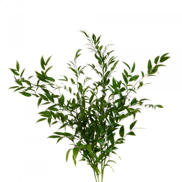 Ruscus Italiano