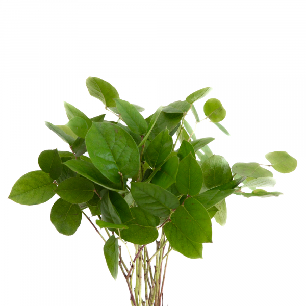 Salal Tip