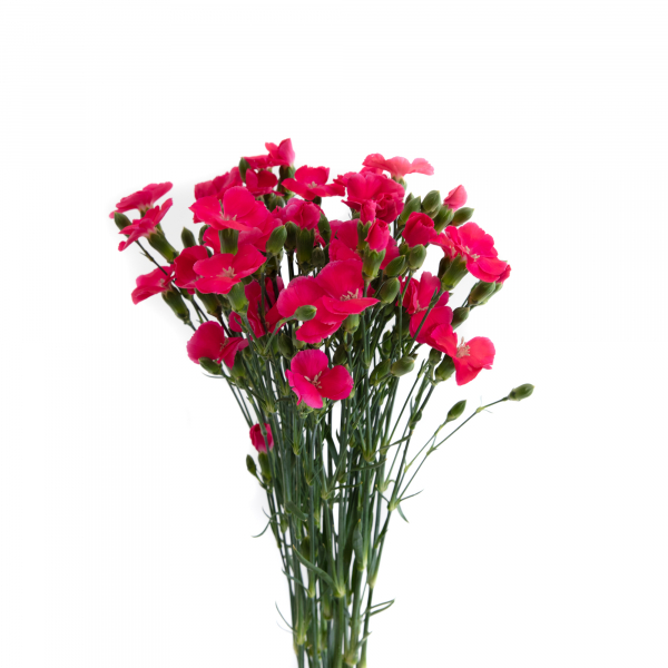 Solomio Fucsia