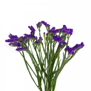 Statice Morado