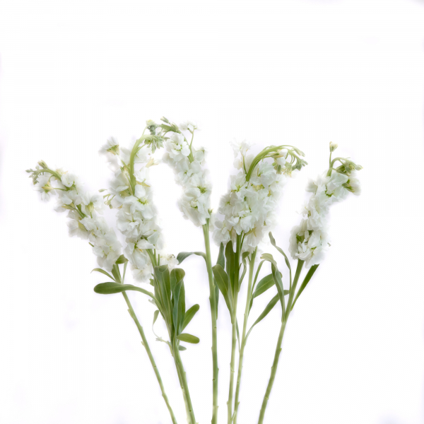 Stock Blanco