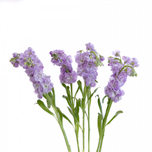 Stock Lila