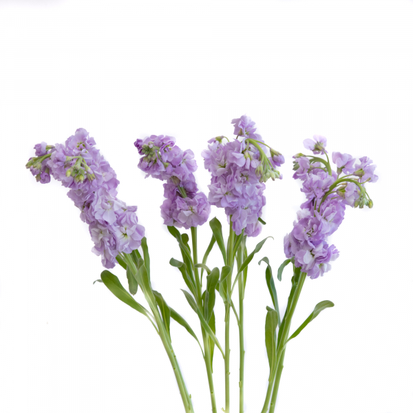 Stock Lila