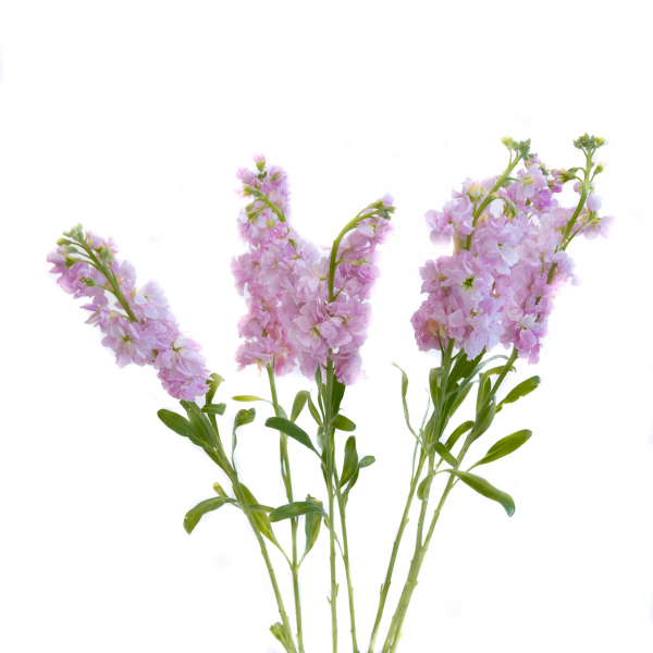 Stock Rosado