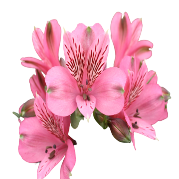 Alstromeria Rosada
