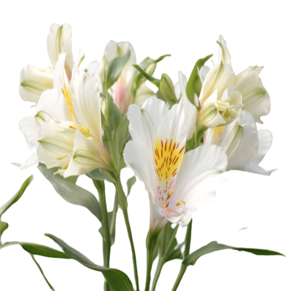 Alstromeria Blanca