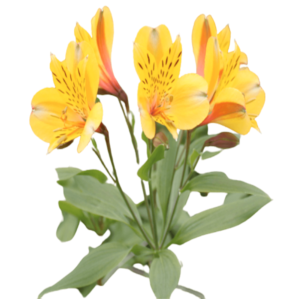 Alstromeria Amarilla