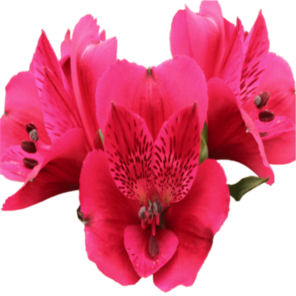 Alstromeria Rosa Fuerte