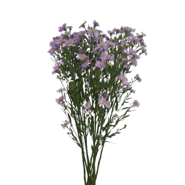 Aster Lila