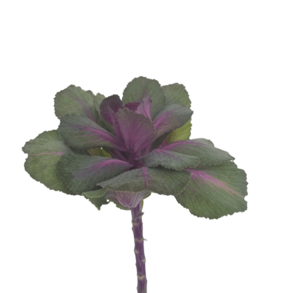 Brassica Morada