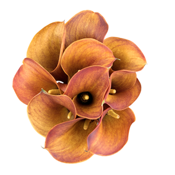 Calla Mini Naranja x5 tallos