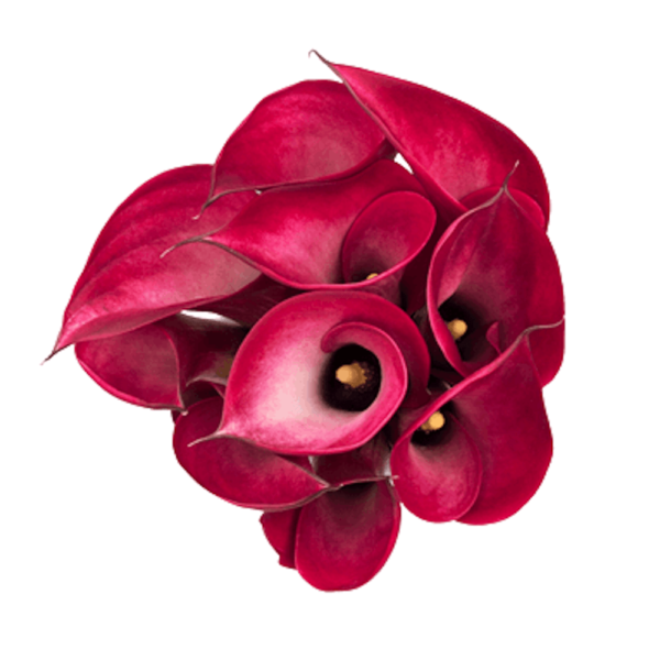 Calla Mini Rosa x5 tallos