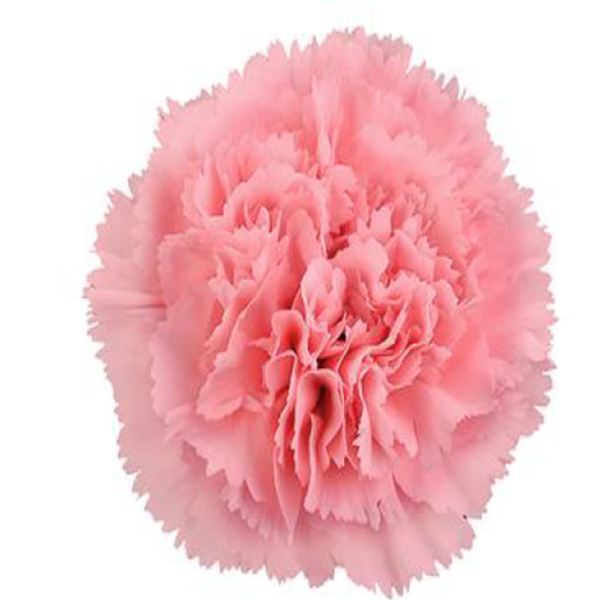 Clavel Rosa