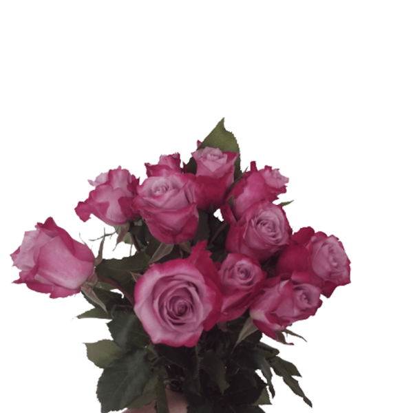 Rosa Morada