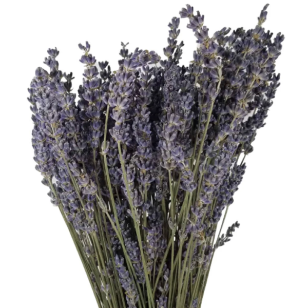 Lavanda Seca
