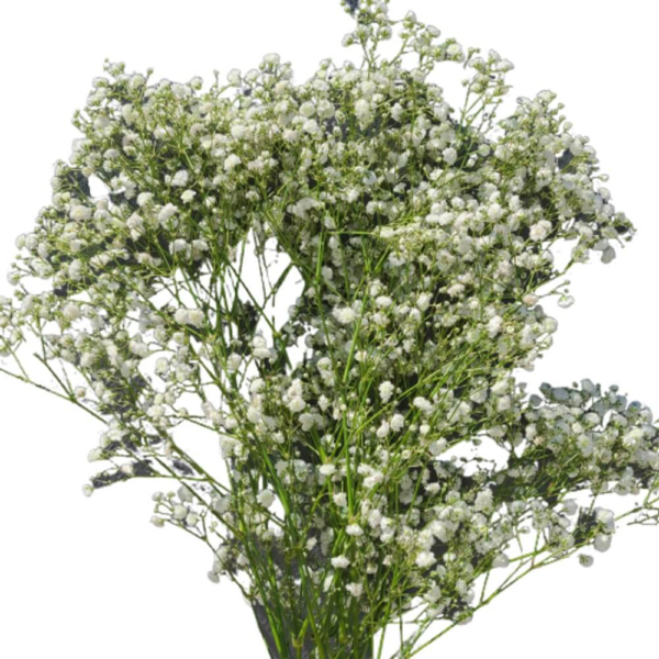 Gypsophilia