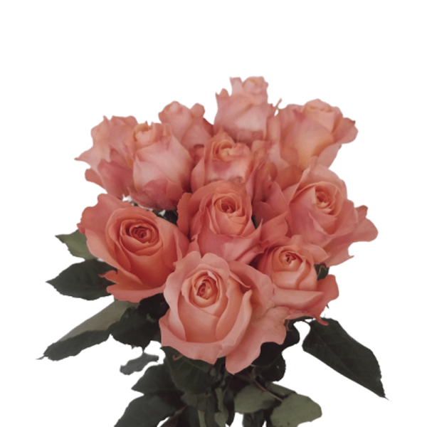 Rosas Rosa Claro