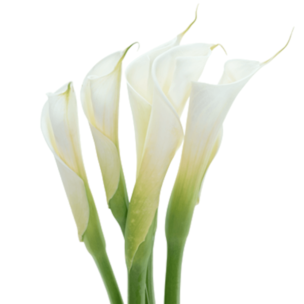 Lirio calla