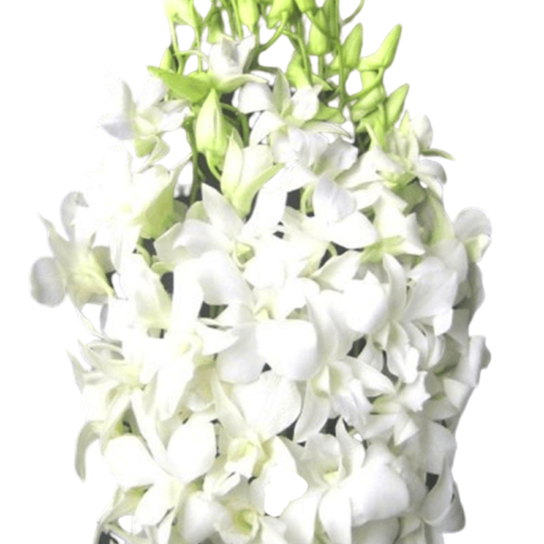 Dendrobium orquidea blanca